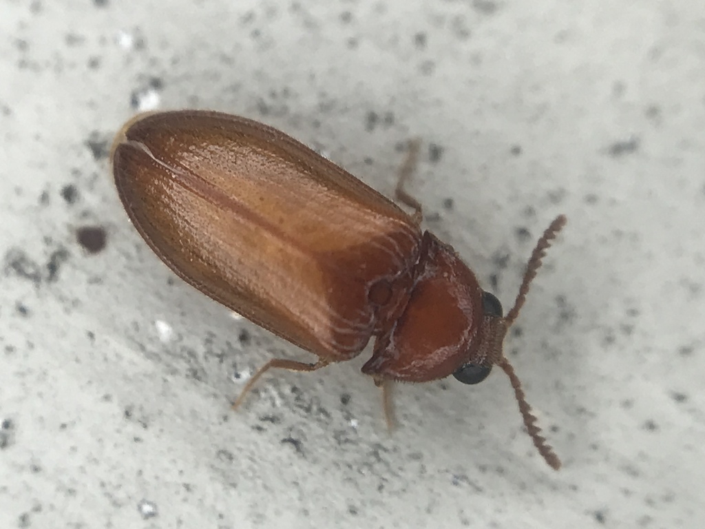 Texas beetles