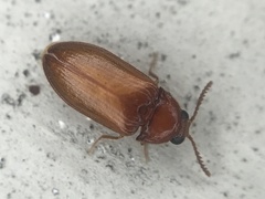 Brachypsectra fulva