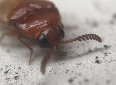 Brachypsectra fulva
