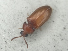 Brachypsectra fulva