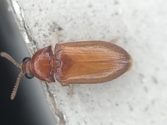 Brachypsectra fulva