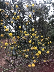 Acacia aphylla