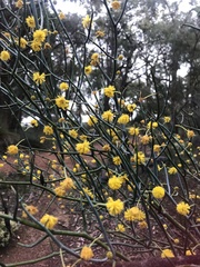 Acacia aphylla