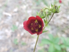 Potentilla thurberi