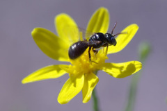 Gutierrezia dracunculoides
