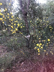 Acacia aphylla