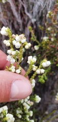 Erica formosa