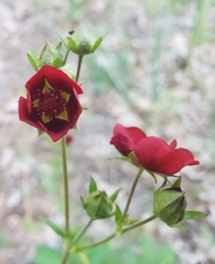 Potentilla thurberi