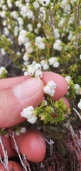 Erica formosa