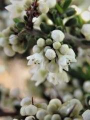 Cryptandra myriantha