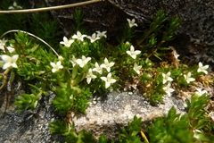 Galium perpusillum