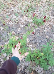 Potentilla thurberi