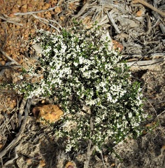 Cryptandra myriantha