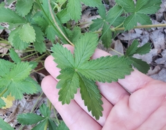 Potentilla thurberi