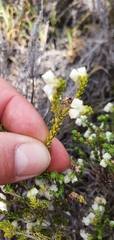 Erica formosa
