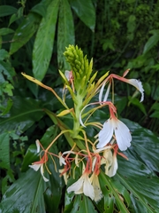 Hedychium spicatum