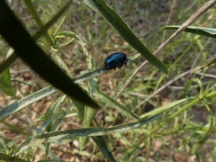 Chrysochus cobaltinus