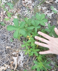 Potentilla thurberi