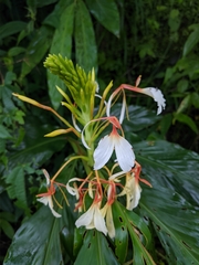 Hedychium spicatum