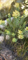 Leucadendron cordatum