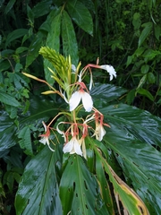 Hedychium spicatum