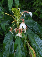 Hedychium spicatum
