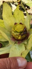 Leucadendron cordatum