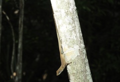Anolis conspersus