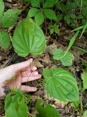 Dioscorea quaternata