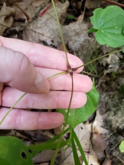 Dioscorea quaternata