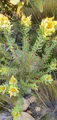 Leucadendron cordatum