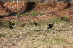 Sturnus vulgaris