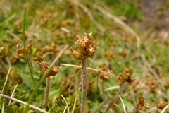 Plantago lanigera