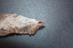 Sorex monticola