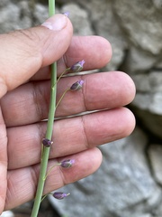 Pennellia longifolia