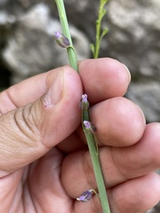 Pennellia longifolia