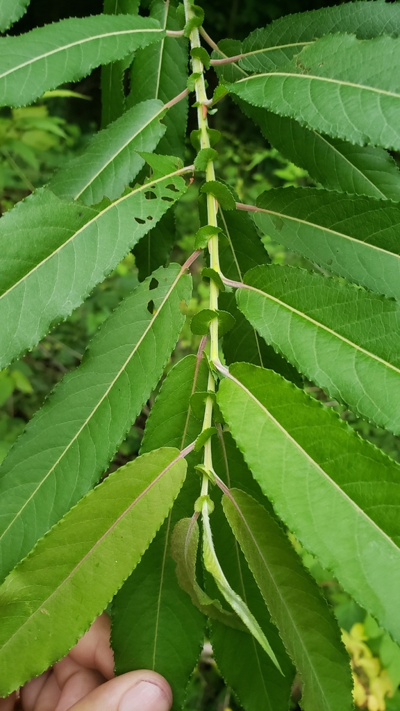 heart-leaved willow