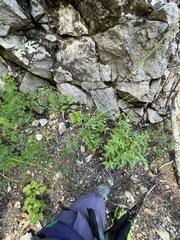 Pennellia longifolia