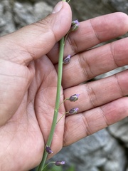 Pennellia longifolia
