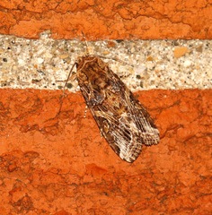 Spodoptera ornithogalli