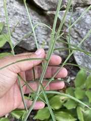 Pennellia longifolia