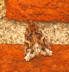 Spodoptera ornithogalli