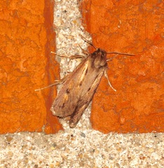 Acrolophus popeanella