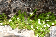 Galium perpusillum
