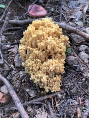 Ramaria flava