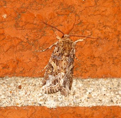 Spodoptera ornithogalli