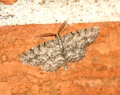Protoboarmia porcelaria