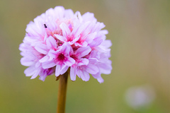 Armeria maritima californica