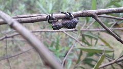 Lithinus