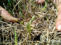 Chloropyron molle molle